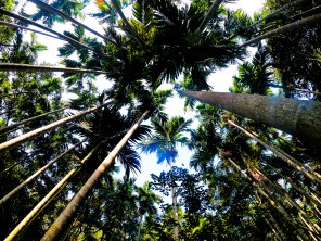 亜龍湾熱帯天堂森林公園@海南省三亜